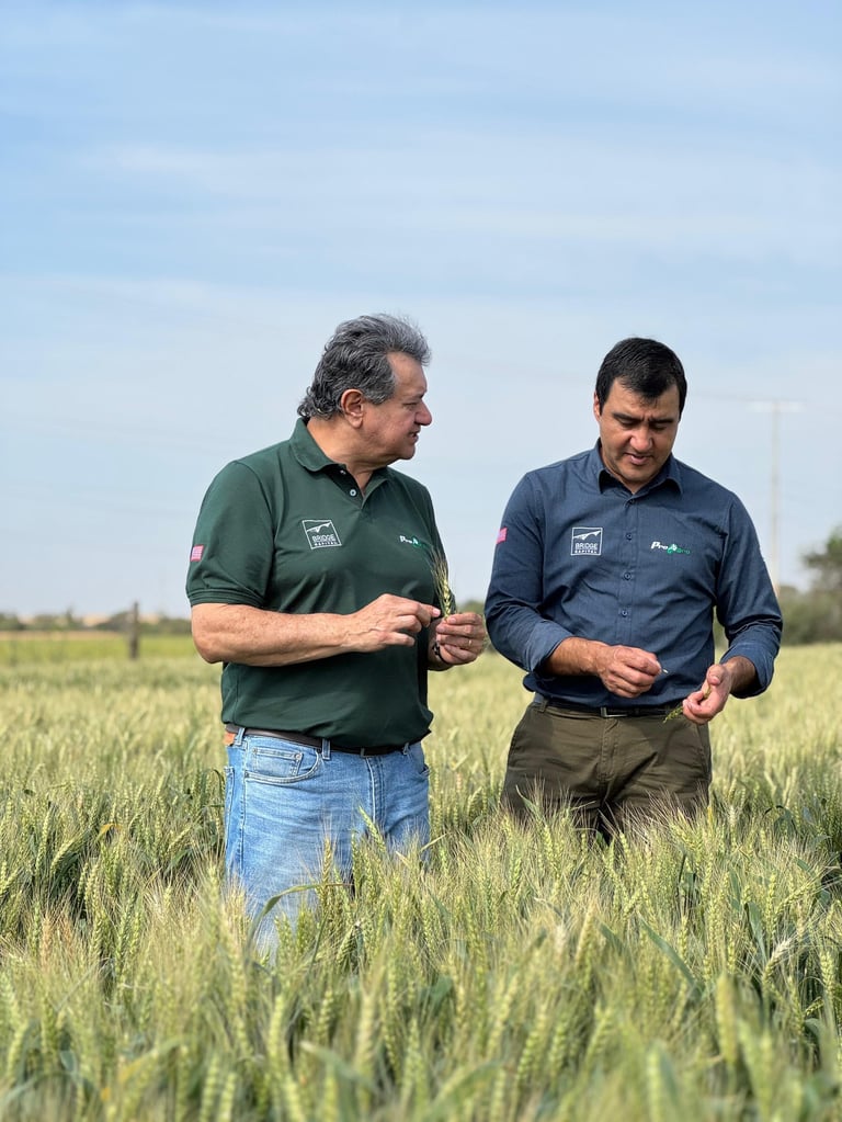 Two farmers in polo shirts walking through a green grain field discussing crops under a blue sky